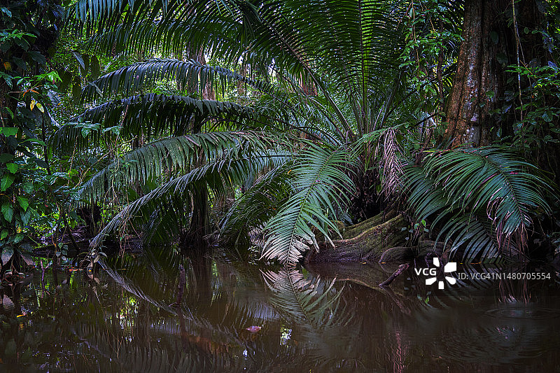 雨林中深绿色的茂盛树叶和溪流图片素材