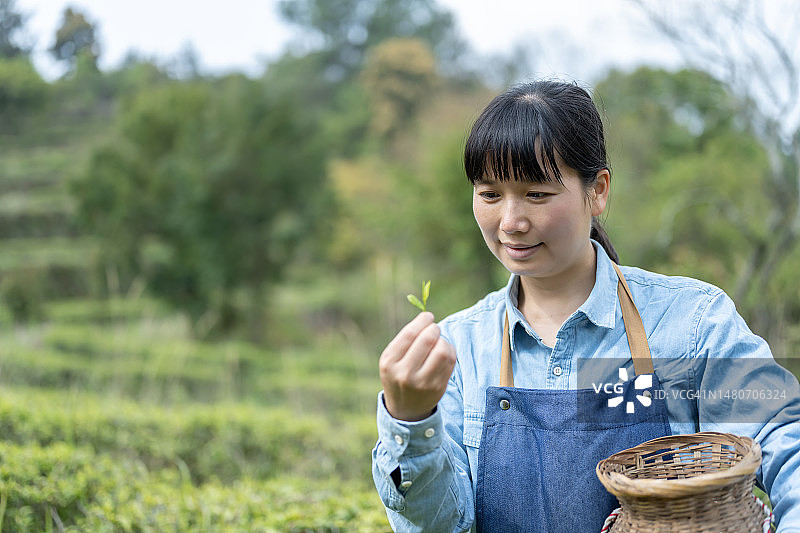 女农民在茶园里采茶图片素材