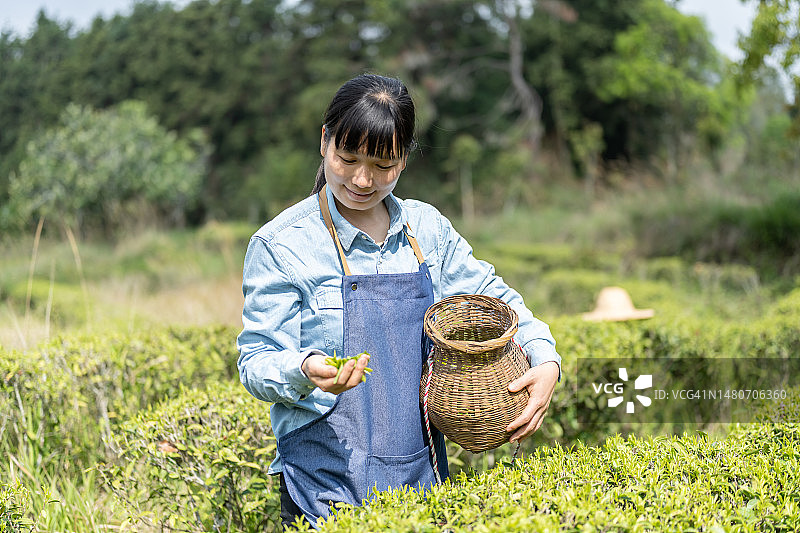 亚洲女性在有机茶园采茶图片素材