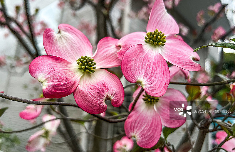 山茱萸花朵图片素材