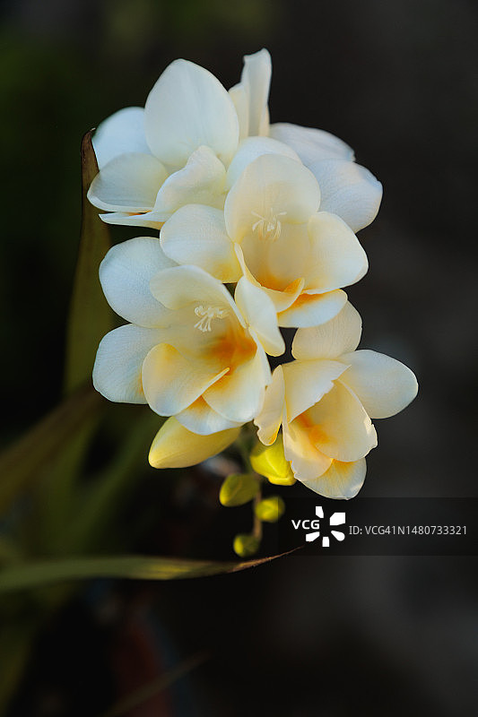 阳光明媚的热带花园中白色小苍兰特写图片素材