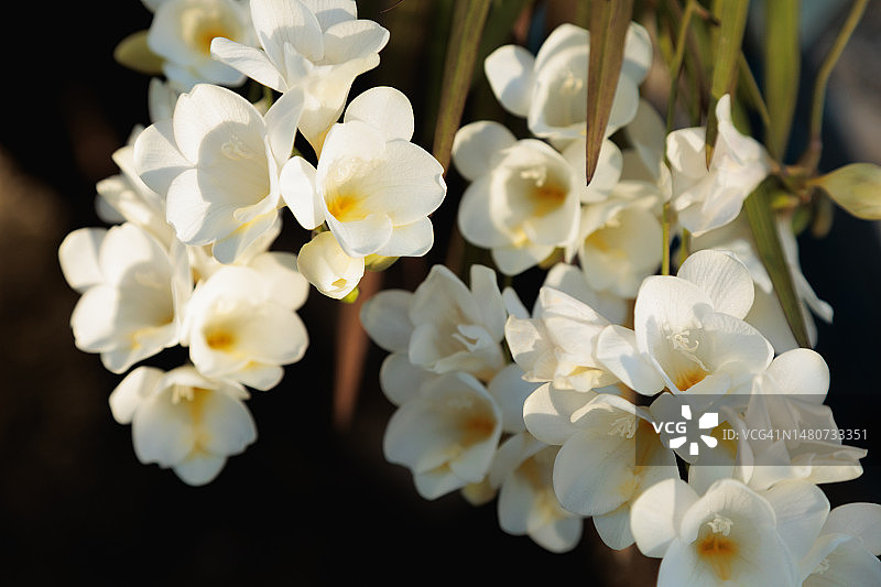 阳光明媚的热带花园中，深色自然背景下的一束白色小苍兰图片素材