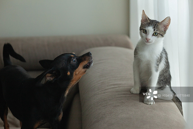 宠物狗和小猫在窗边玩耍图片素材