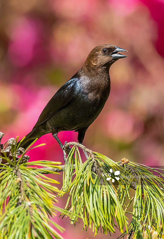 棕头 cowbird图片素材