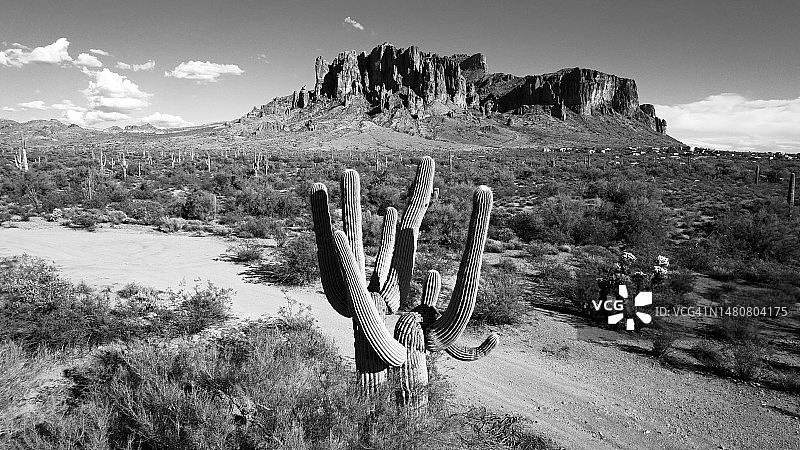 黑白沙漠景色 - 巨人柱仙人掌与岩石背景图片素材