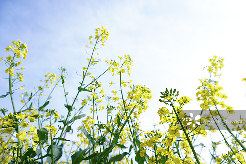 黄色油菜花图片素材