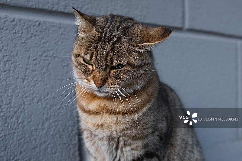 一只孤独的灰猫走在城市街道的人行道上图片素材
