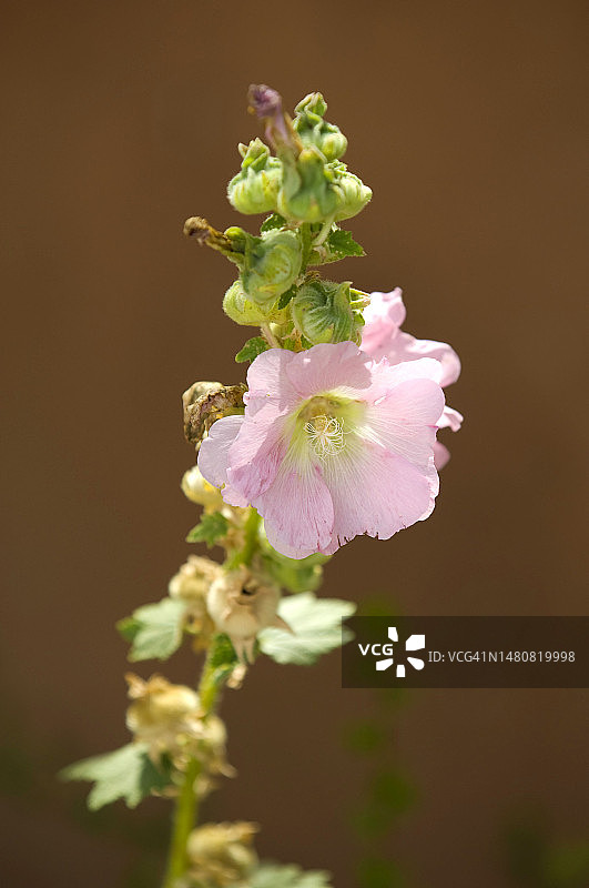金鱼草图片素材