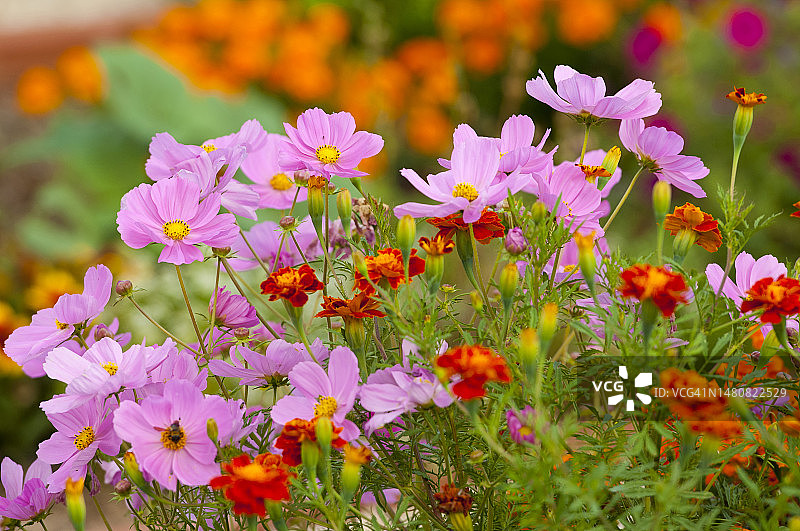 花卉合集图片素材