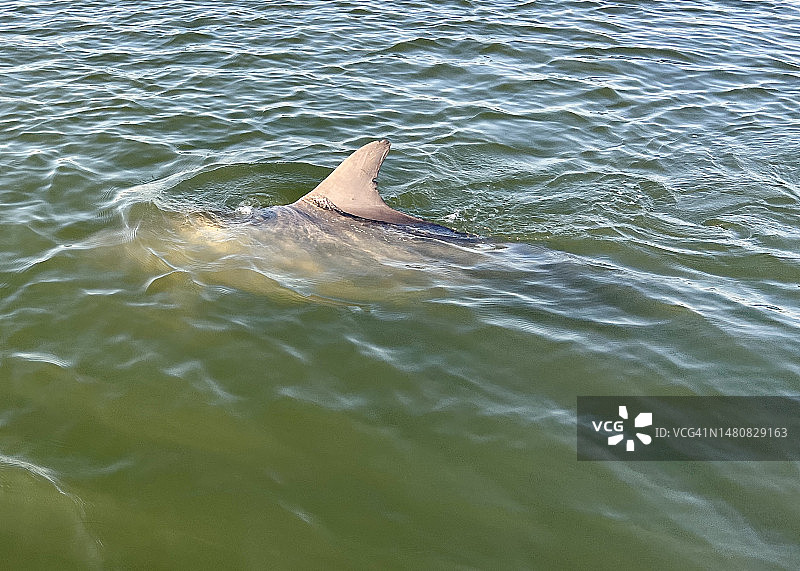 游泳的海豚图片素材