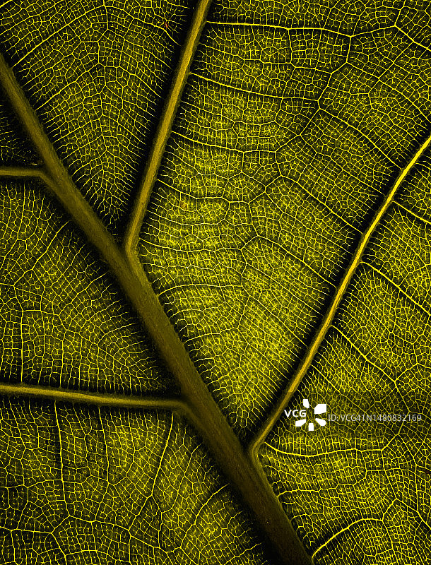 绿叶小提琴叶无花果图片素材