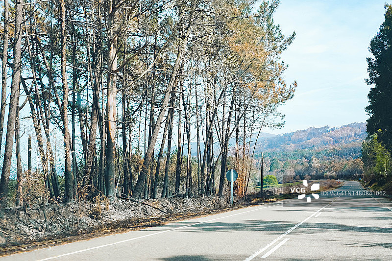 路边烧毁的桉树和松树图片素材