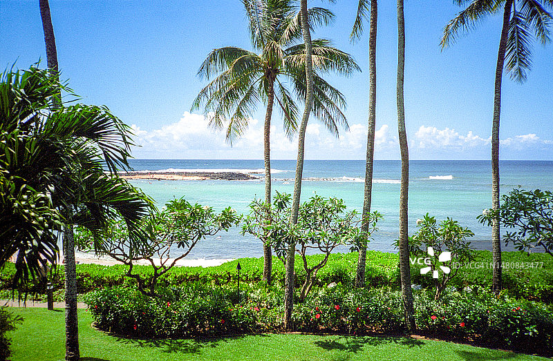 热带树叶图片素材