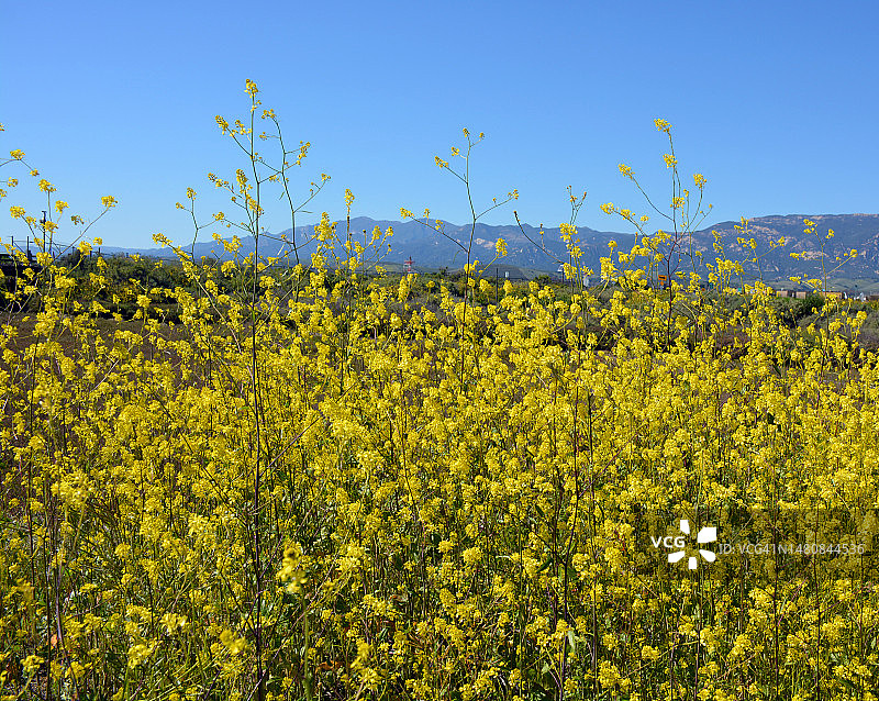 盛开的黑芥末图片素材
