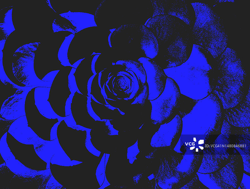 蓝色多肉植物图片素材