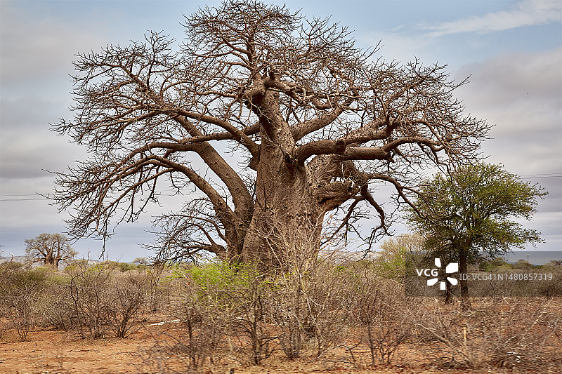津巴布韦中非地区的猴面包树图片素材