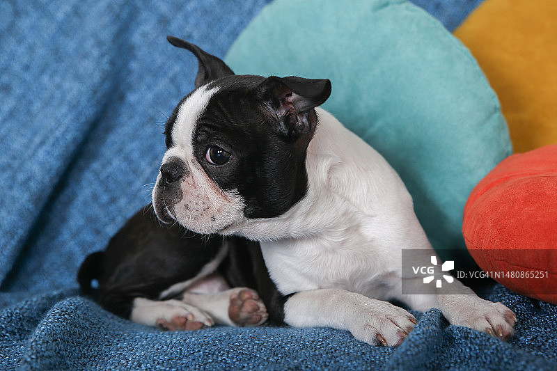 沙发上的波士顿梗犬幼犬图片素材