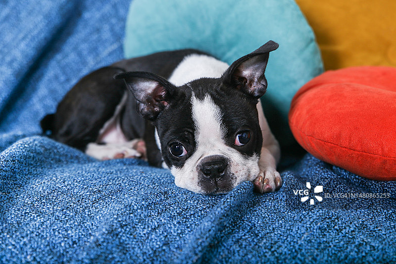沙发上的波士顿梗犬幼犬图片素材