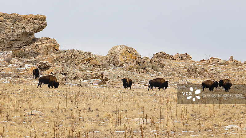 野牛群在犹他州大盐湖羚羊岛上吃草图片素材