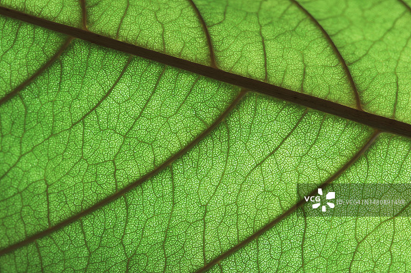 逆光下的叶脉特写图片素材