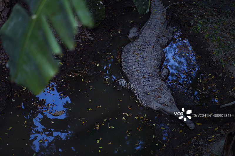 傍晚时分，躺在地上睡觉的恒河鳄图片素材