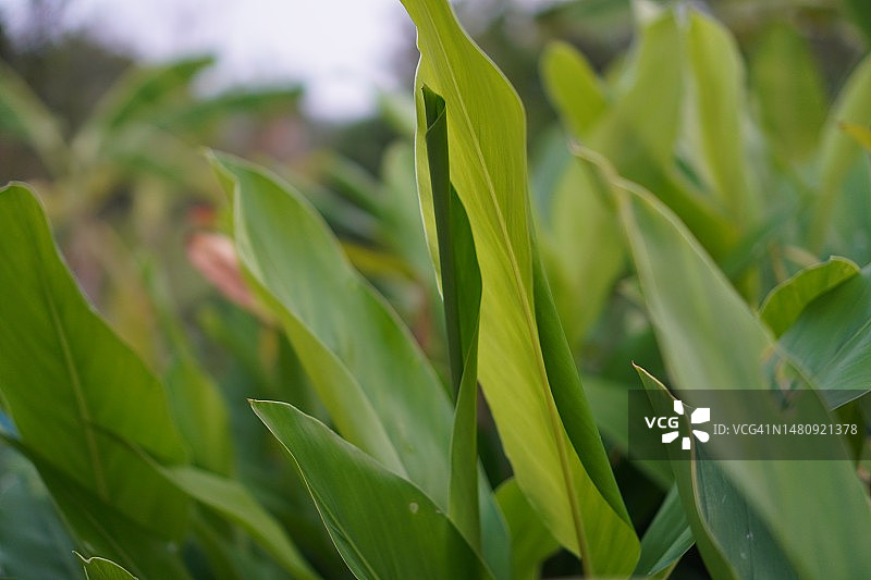 高良姜绿色叶子，Alpinia galanga (L.) Willd ZINGIBERACEAE图片素材