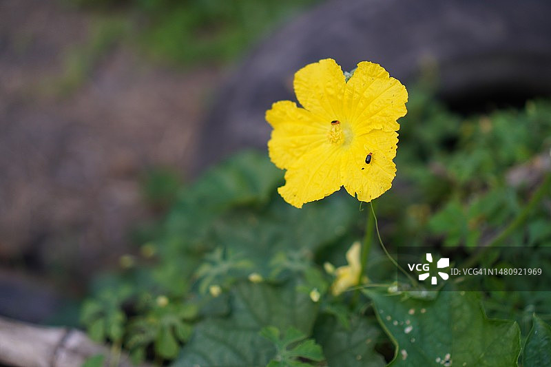丝瓜花：葫芦科绿色蔬菜图片素材