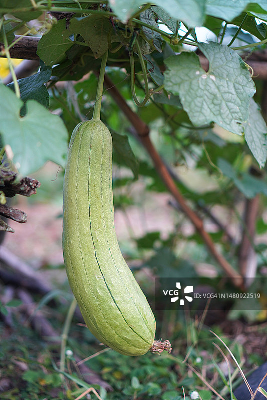 丝瓜角，葫芦科绿色蔬菜新鲜的棕色织物在花园的自然背景图片素材