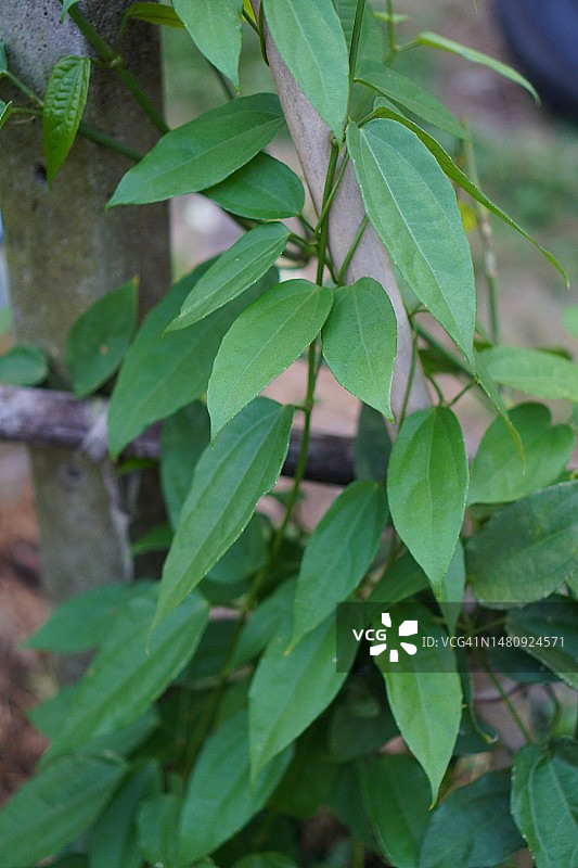 月桂叶邓伯花图片素材
