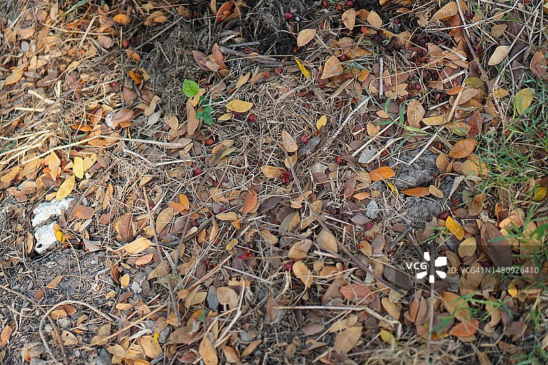 干燥的自然背景树叶图片素材