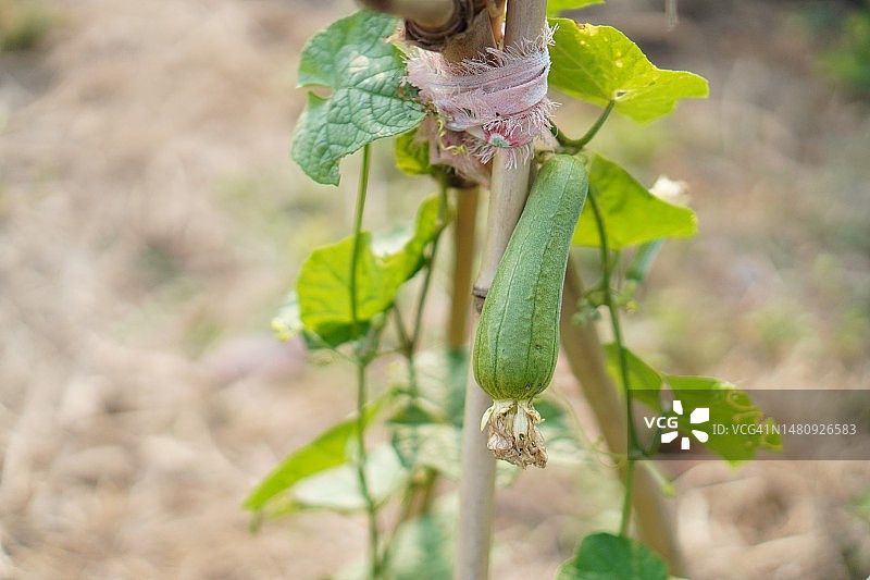 丝瓜角，葫芦科绿色蔬菜新鲜的棕色织物在花园的自然背景图片素材