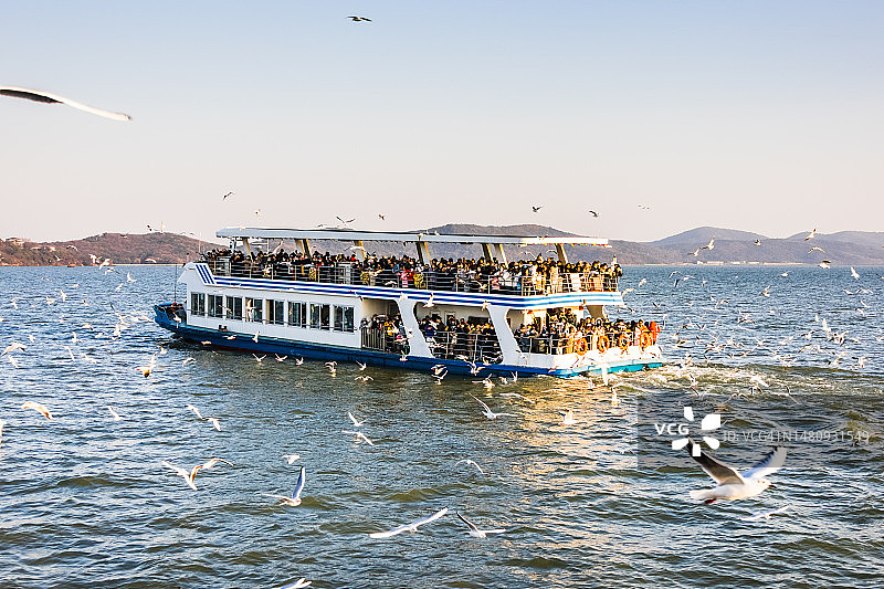 中国江苏省无锡市太湖上的邮轮和红嘴鸥图片素材