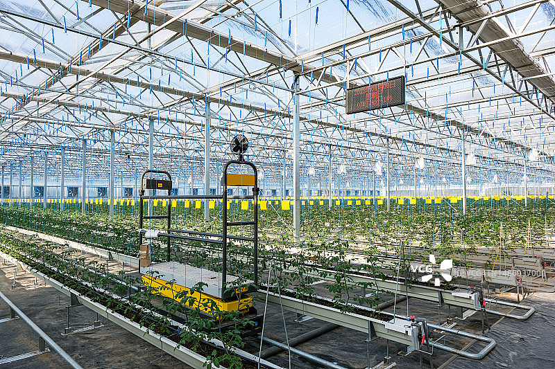 水培番茄生产温室图片素材