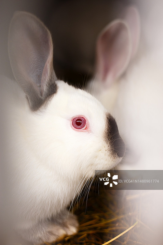 白色兔子图片素材