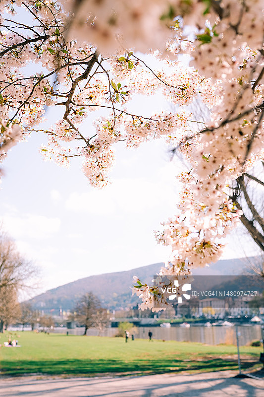 春季山间樱花盛开背景图片素材
