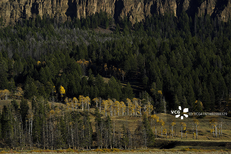 黄石国家公园拉马尔山谷的秋色树木图片素材