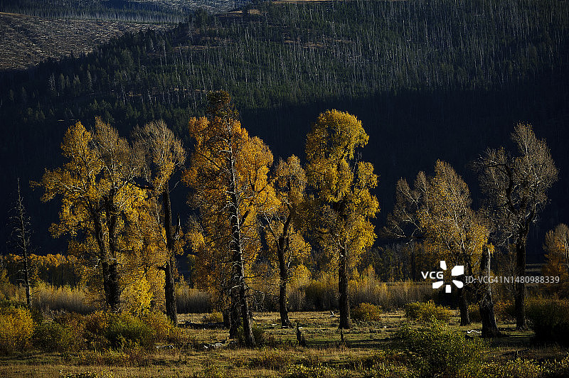 黄石国家公园拉马尔山谷的秋色树木图片素材