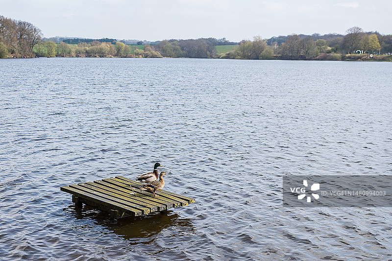 钓鱼台上的绿头鸭图片素材