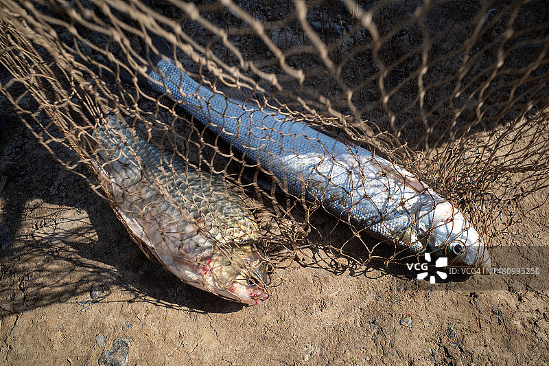 刚出水的白色鱼和鲤鱼图片素材