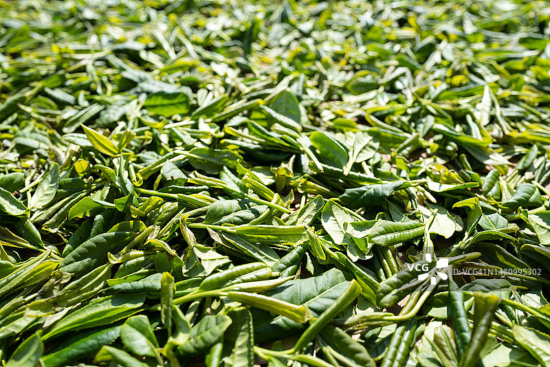 晾晒中的茶叶（仰视）图片素材