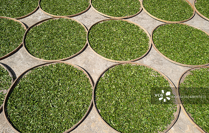 俯瞰摊开晾晒的茶叶图片素材