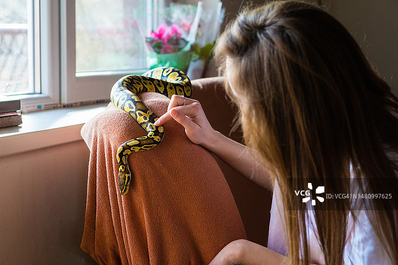 沙发上的宠物蛇图片素材