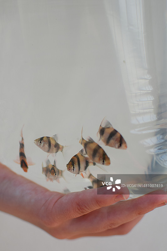 塑料袋中待售的苏门答腊魮鱼图片素材