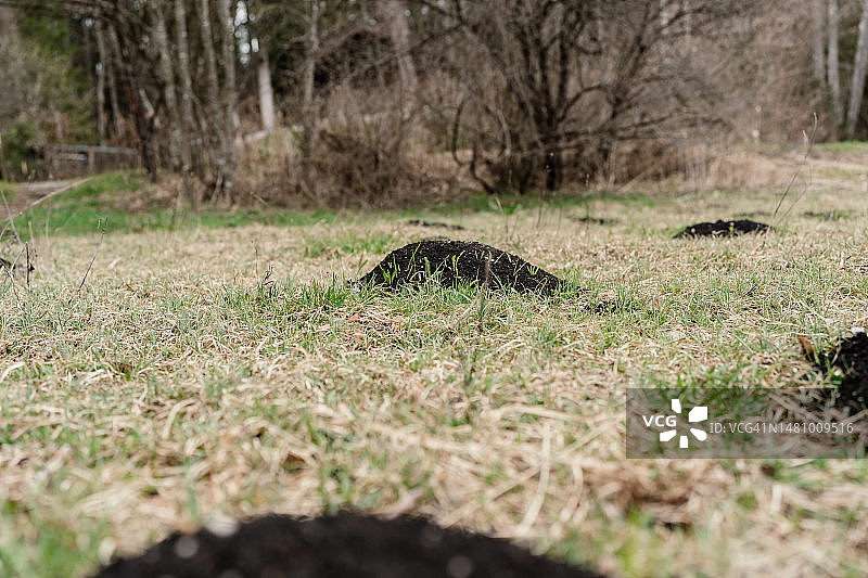 鼹鼠丘特写图片素材