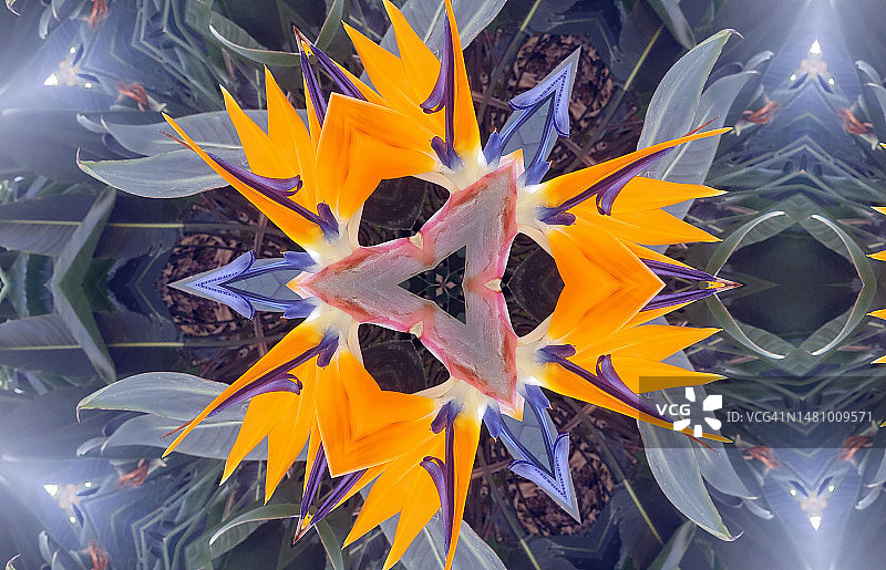 天堂鸟花合成图图片素材