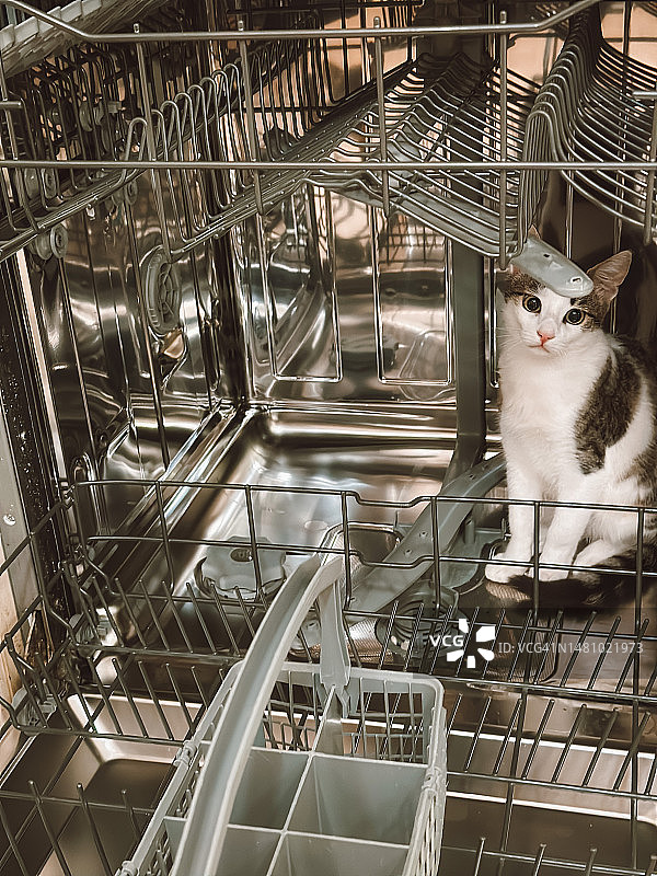 洗碗机里的白色宠物猫图片素材