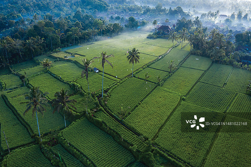 巴厘岛无人机拍摄的稻田图片素材