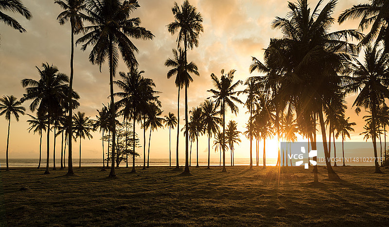 印度尼西亚巴厘岛椰子树下的海洋日落图片素材