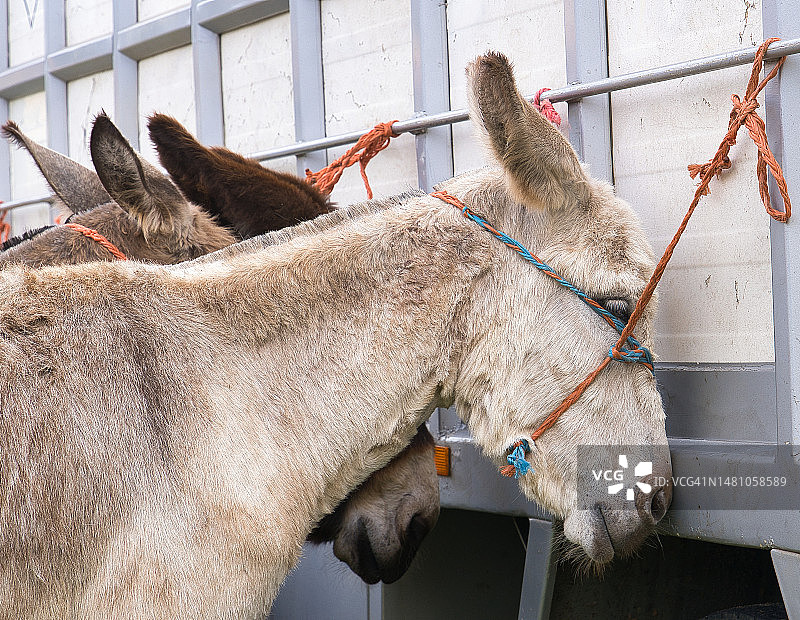 被拴在卡车上的驴子图片素材