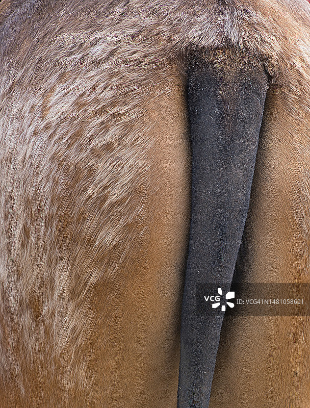 彩色动物抽象背景与马尾图片素材